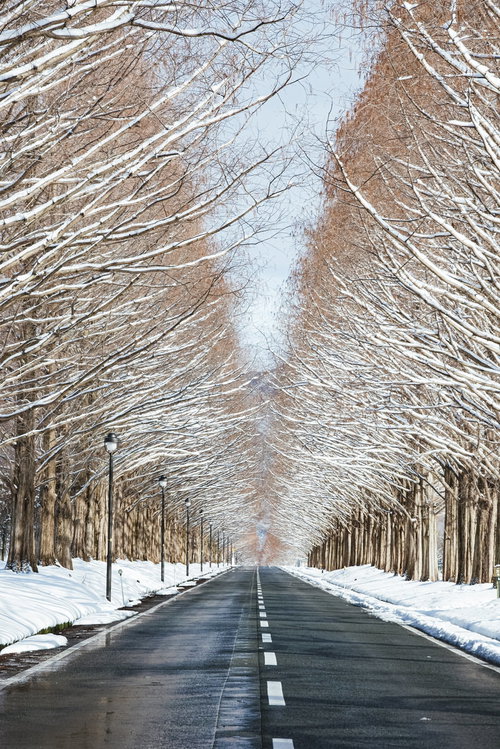 等間隔に設置される街灯とメタセコイア並木（マキノ高原）