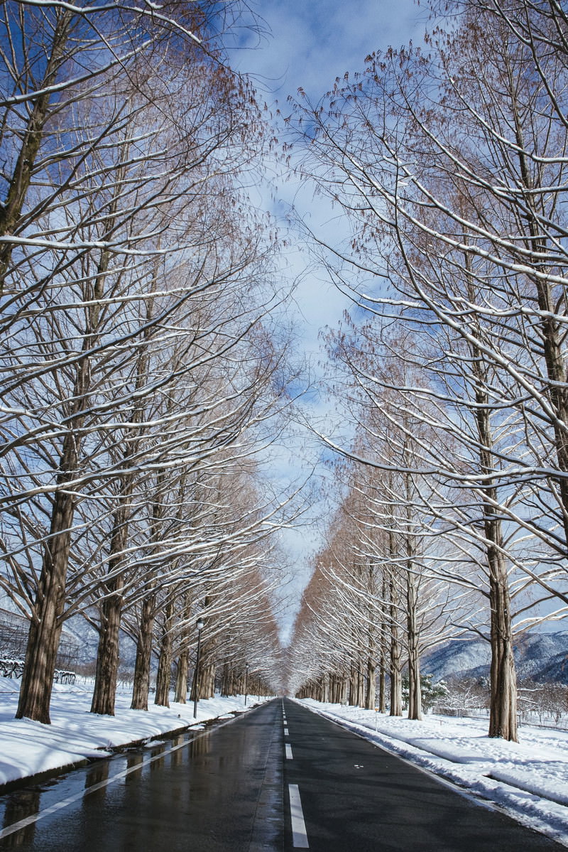 青空の下、雪化粧したメタセコイア並木が続く道路の風景