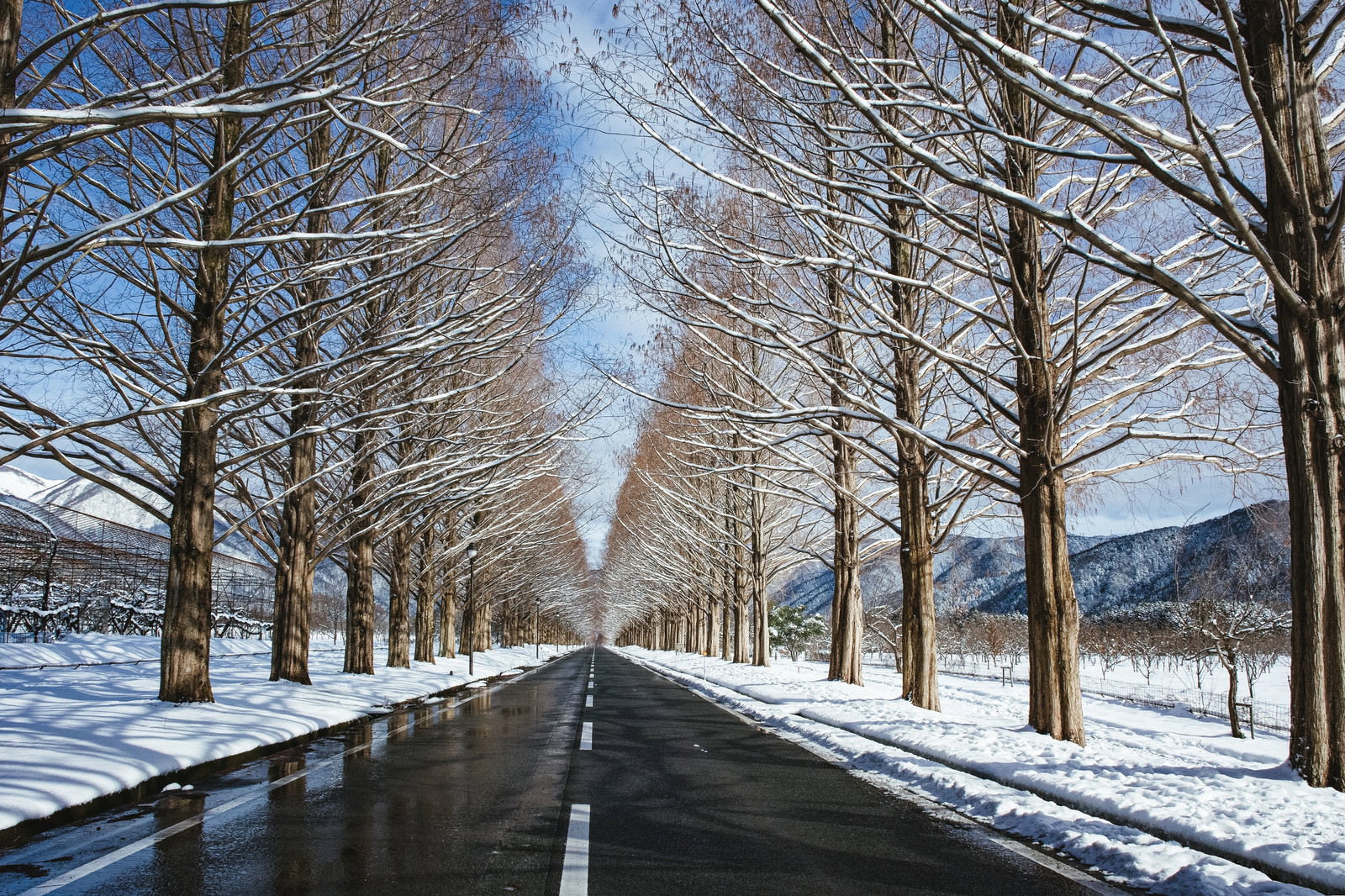 雪化粧した道路の両側に並ぶメタセコイアの木々と青空