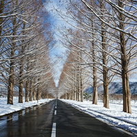 青空と雪解けのメタセコイア並木（滋賀県高島市マキノ町）の写真