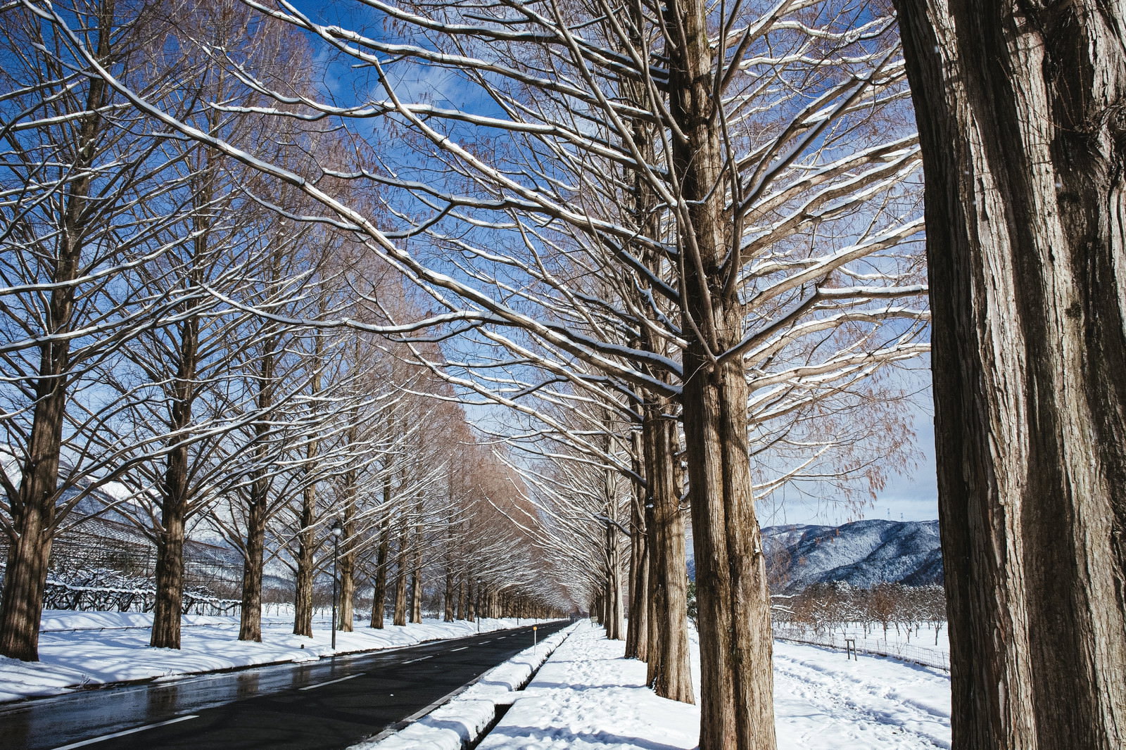 雪景色の中に立つメタセコイア並木道と青空