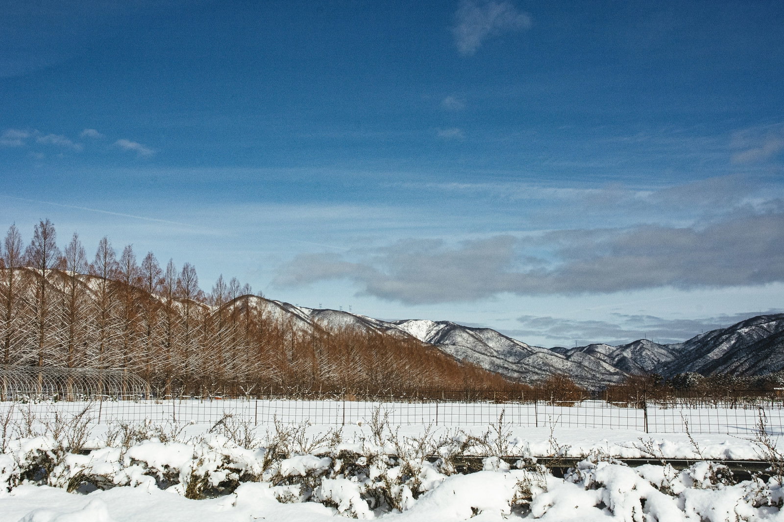 雪景色の中に続くメタセコイア並木道と背景の山並み