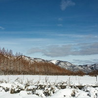 雪景色のメタセコイア並木と山並み（滋賀県高島市マキノ町）の写真