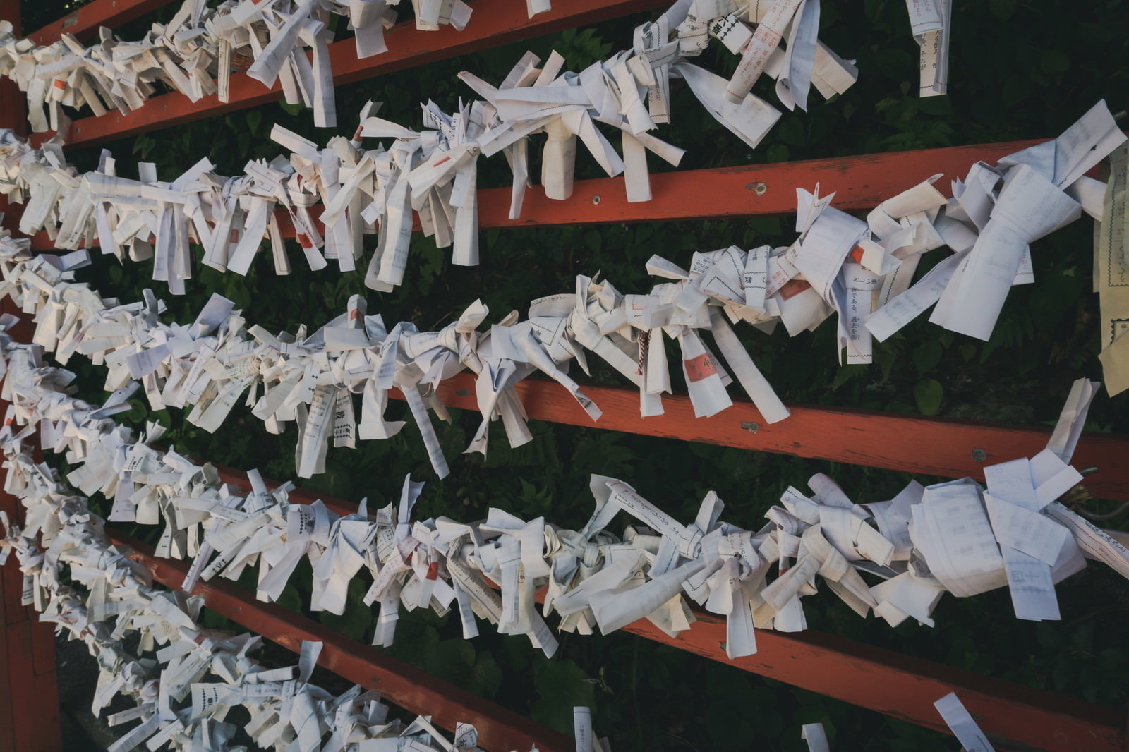 三重県二見興玉神社の境内で木の枝に結ばれた白いおみくじ