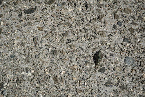 波止場上を歩いていたふなむし