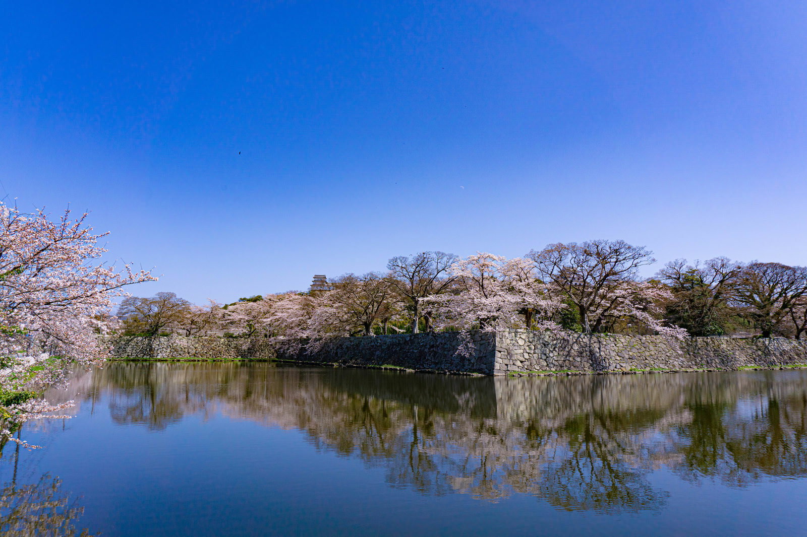 彦根城の中堀に映る満開の桜と石垣、西の丸三重櫓の写真