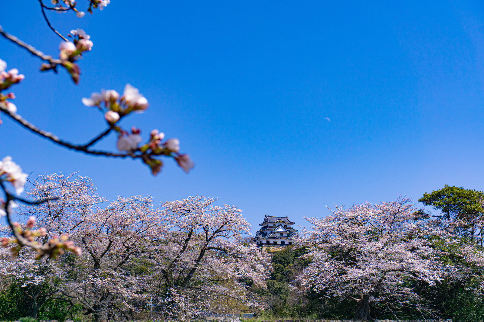 彦根城の天守を背景に満開で咲く白～淡いピンク色の桜の枝