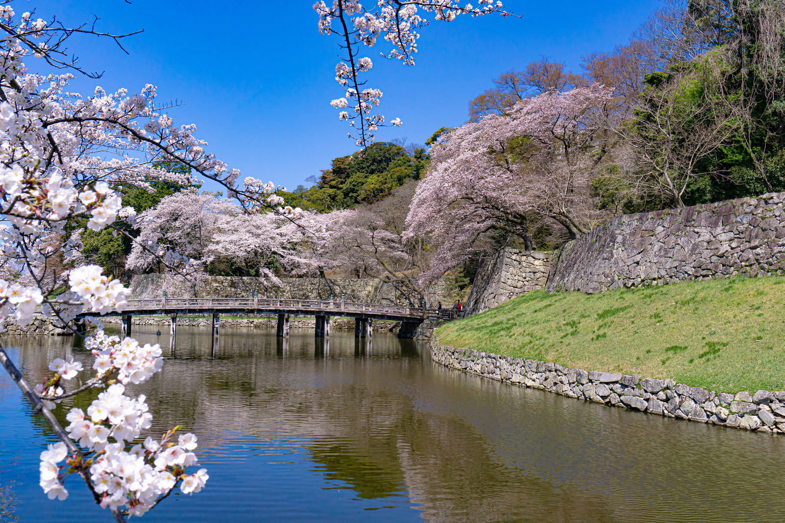 Spring landscape with a stone bridge crossing the moat and rows of fully bloomed white cherry blossom trees
