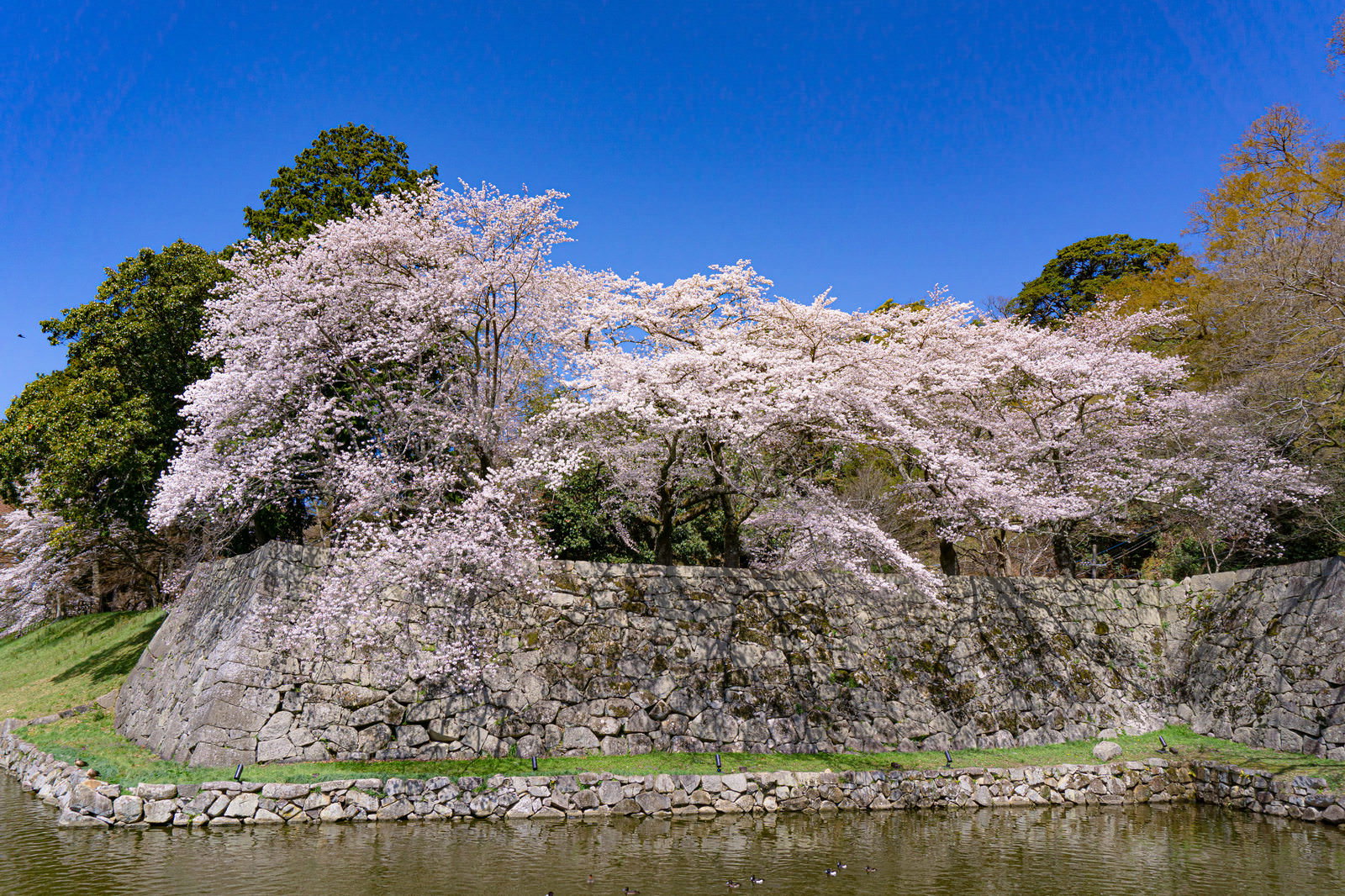 White cherry blossom (sakura) flowers in full bloom on a castle's stone walls (ishigaki) against a blue sky