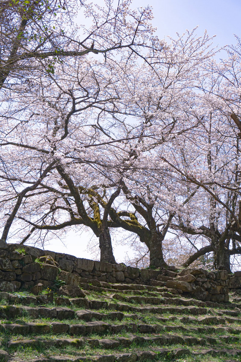 彦根城の石段の上に立つ樹齢の古い桜の木が淡いピンク色の花を咲かせている