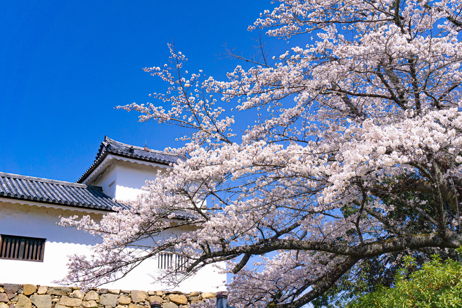 Hikone Castle Tenbin Turret with fully bloomed cherry blossoms (sakura). Branches covered in white flowers fill the screen with blue sky visible in the background.