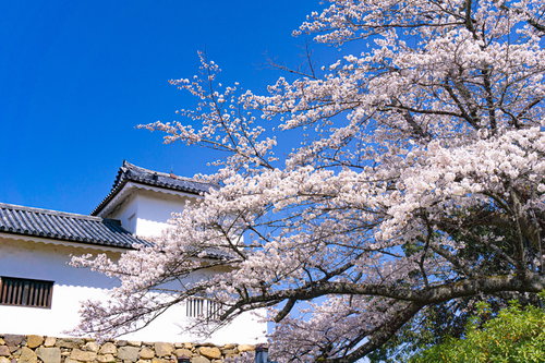 彦根城天秤櫓と桜