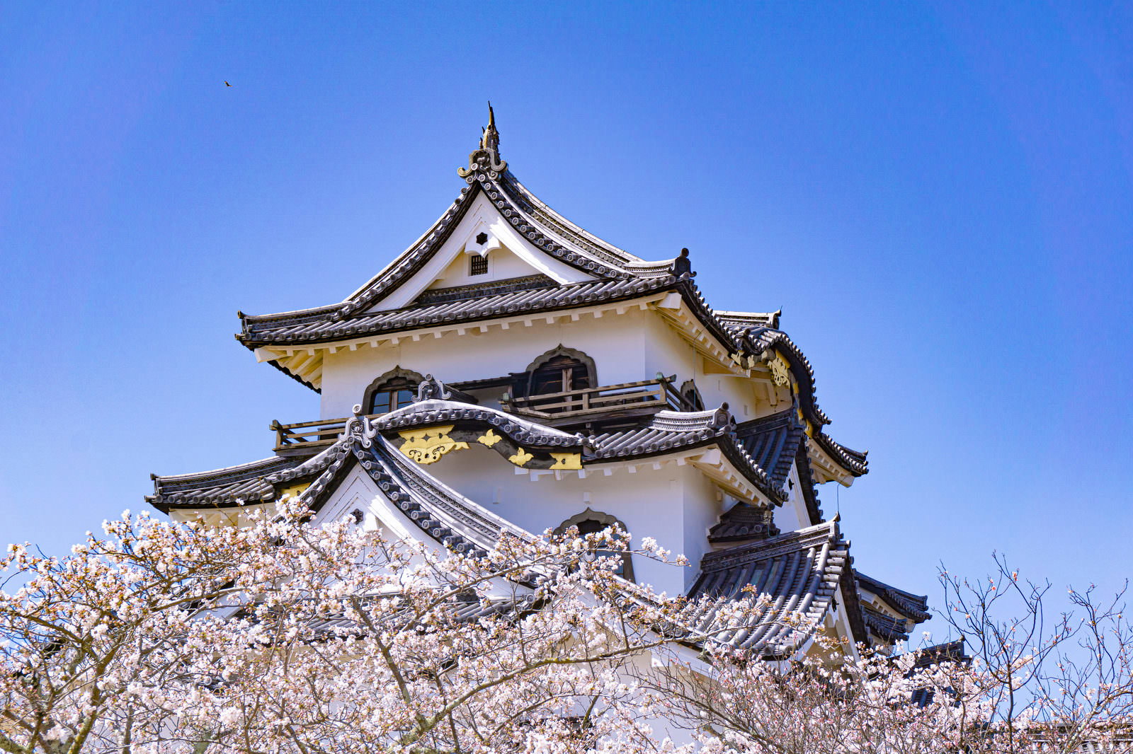 白い花が咲く桜の枝越しに見える彦根城の黒い瓦屋根の天守