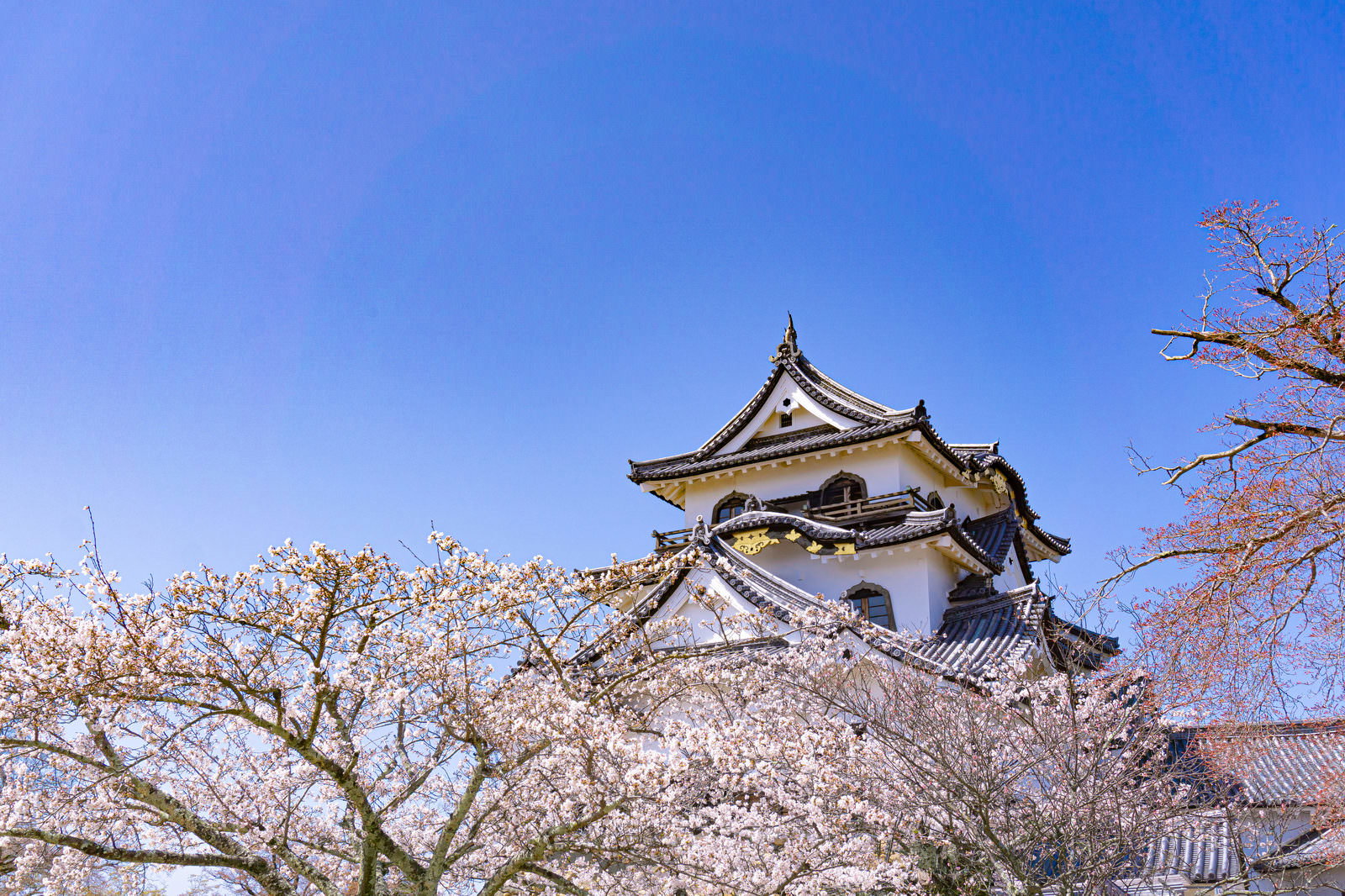 彦根城の本丸に咲いた白い桜の花と黒い瓦屋根の天守が青空に聳える