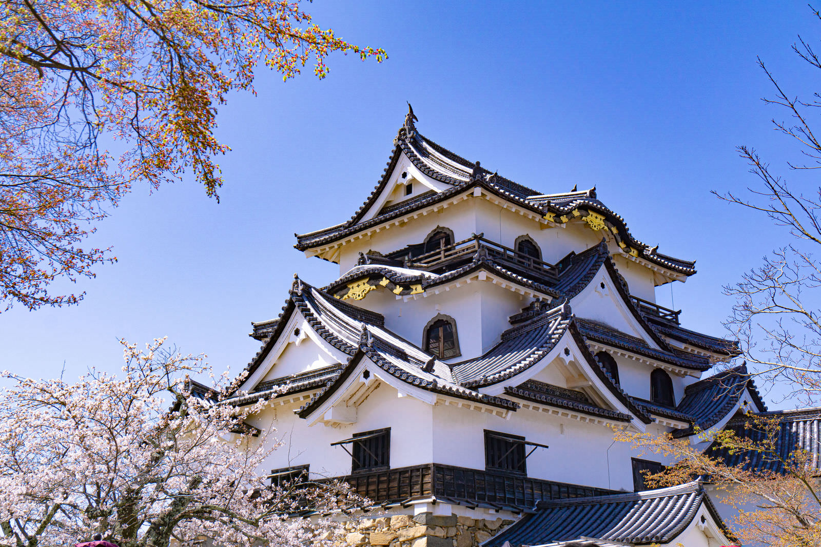 春の青空の下に建つ白と黒の国宝彦根城と桜の木