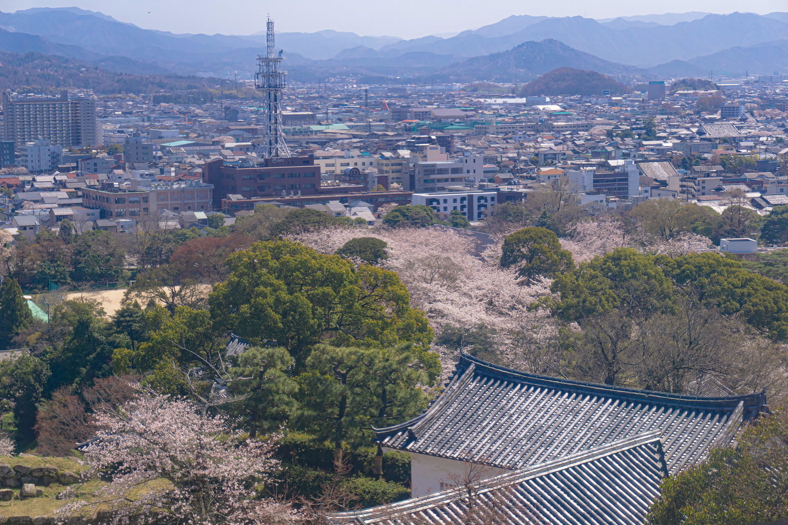 彦根城天守から見た城下町。手前に咲く桜の木々と瓦屋根の建物、奥の山々が春霞に包まれている