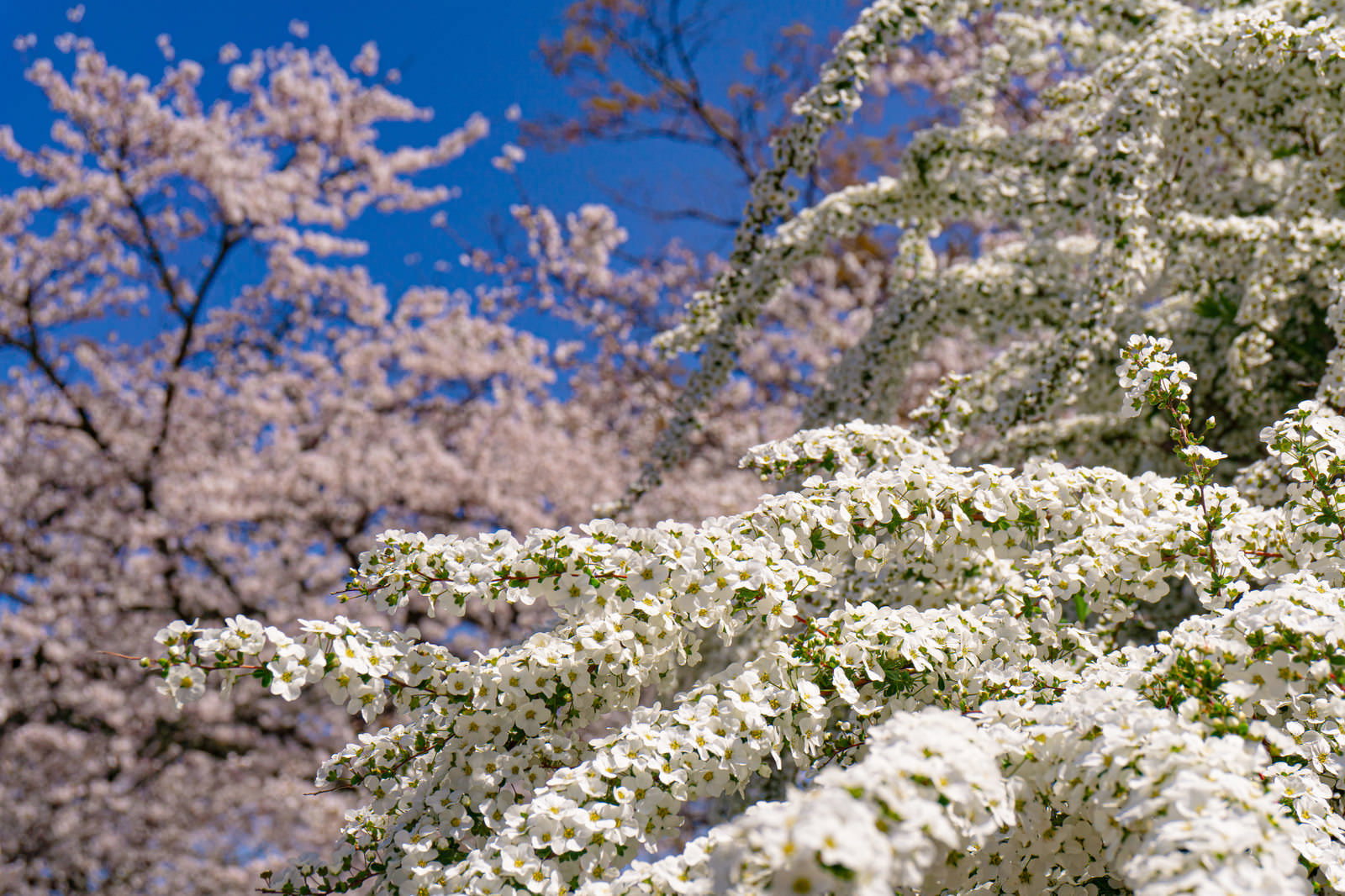 青い空を背景に、白い小花のユキヤナギと薄ピンクの桜が咲く春の風景