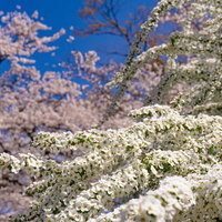 薄ピンクの桜を背景に咲き誇るユキヤナギの写真