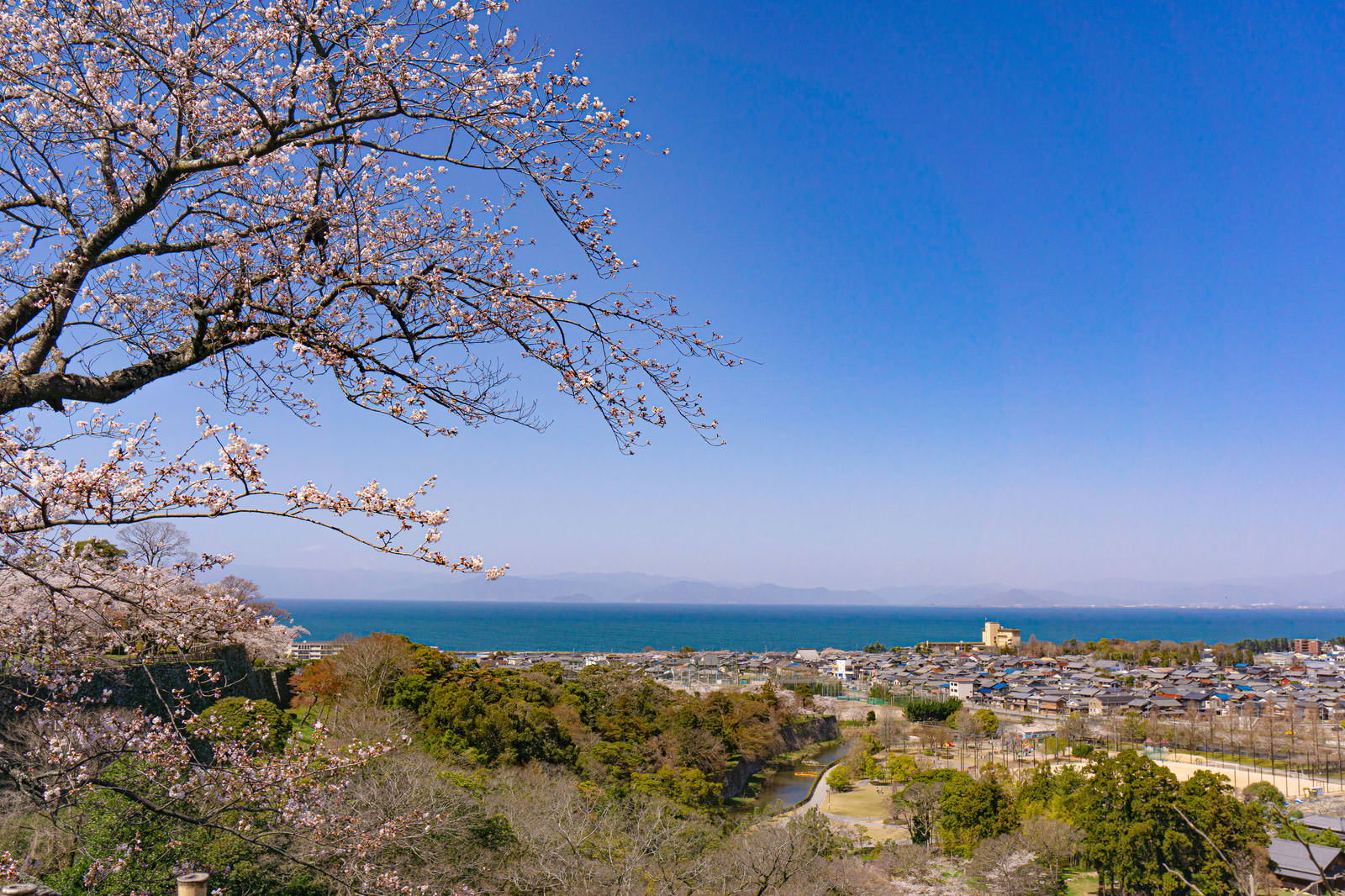桜の枝越しに見る琵琶湖と城下町の景色。春の晴天の日中。