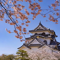 国宝彦根城天守を彩る春の写真
