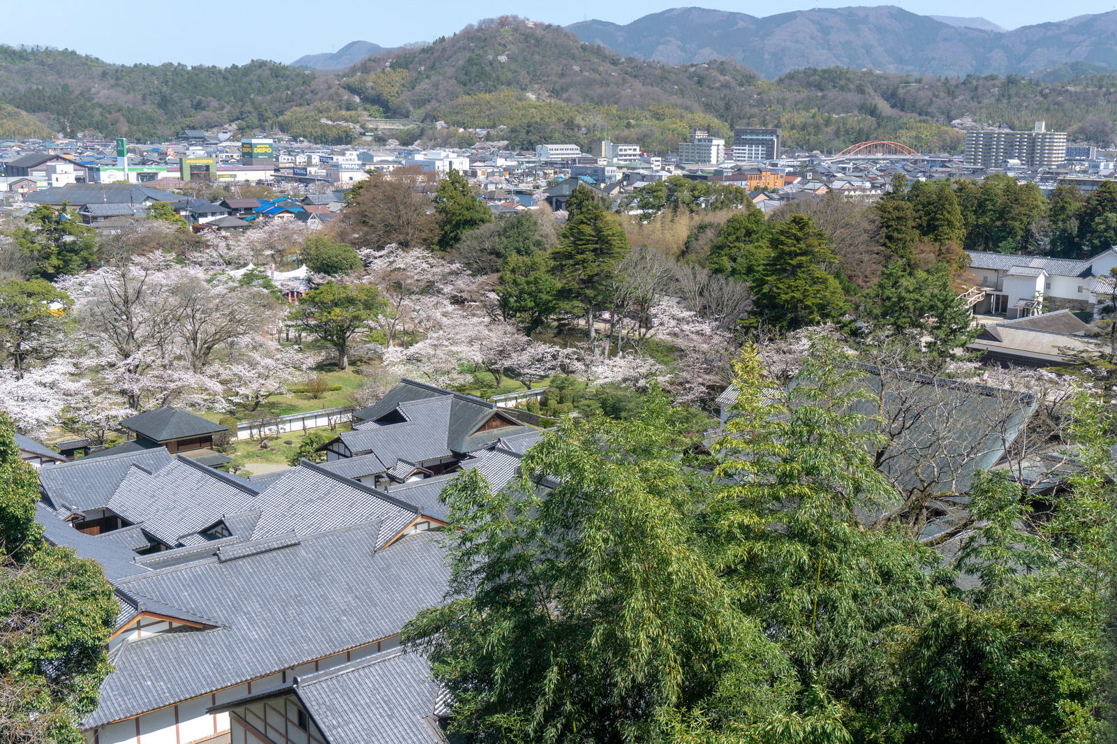 彦根城天秤櫓から見下ろす春の城下町と満開の桜、甍が連なる表御殿