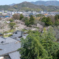 彦根城天秤櫓内から見下ろす彦根城博物館（表御殿）のつらなる甍や桜と城下町の写真