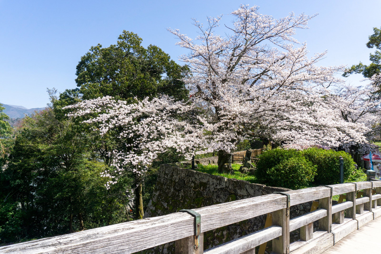 彦根城の廊下橋から見た、石垣上の満開の桜と手摺り