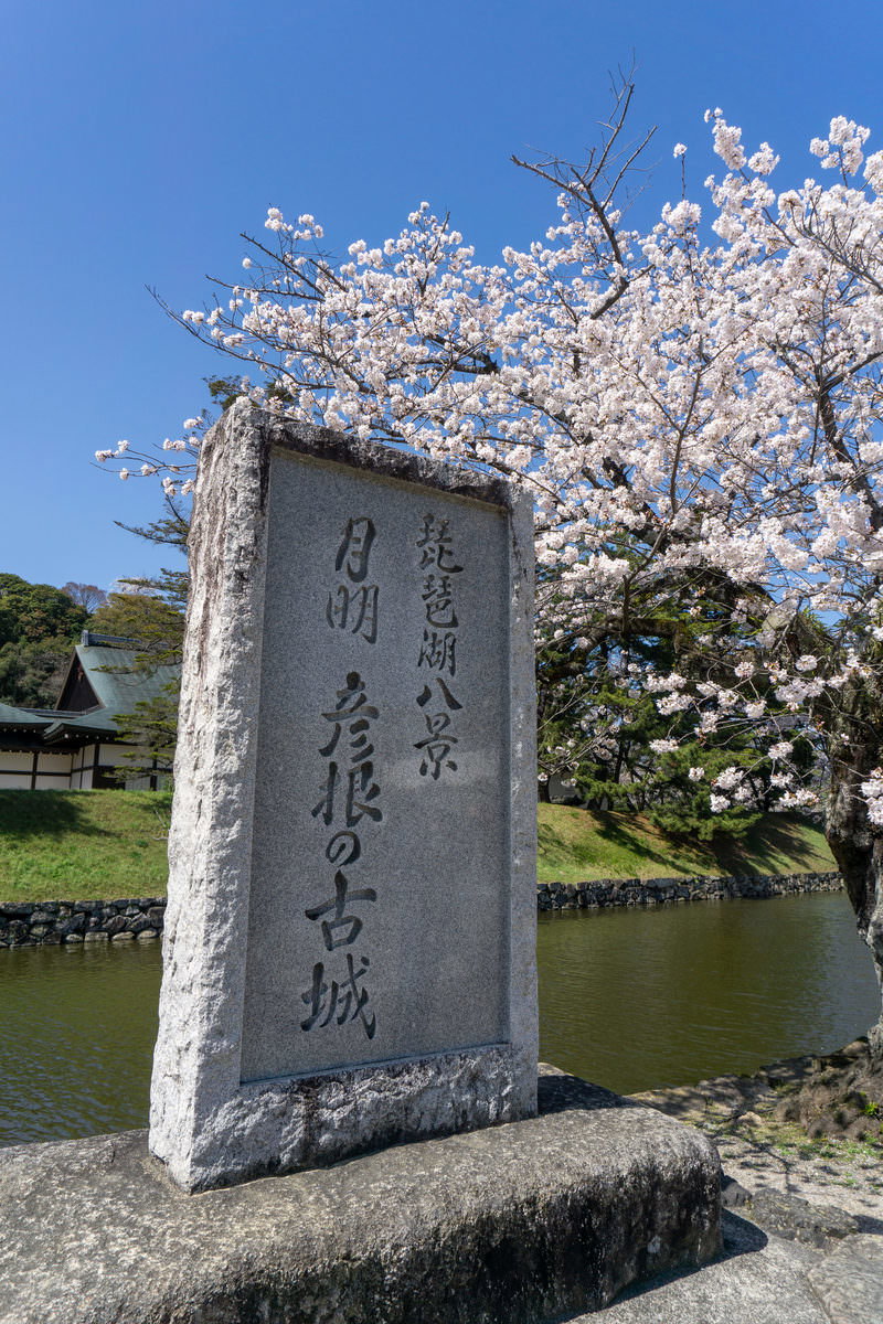 彦根城のお堀の石碑と満開の白い桜の花