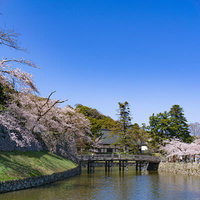 桜に囲まれた内堀にかかる表門橋の写真