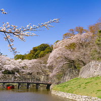 桜に囲まれた内堀にかかる大手門橋の下をくぐる屋形船の写真