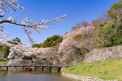 桜に囲まれた内堀にかかる大手門橋の下をくぐる屋形船