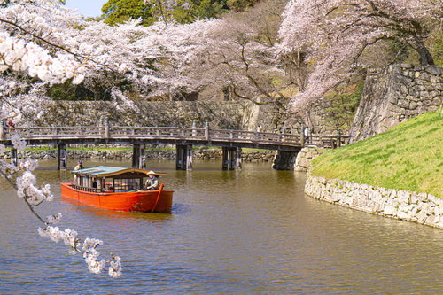 桜に包まれる彦根城の大手門橋と内堀をすすむ屋形船