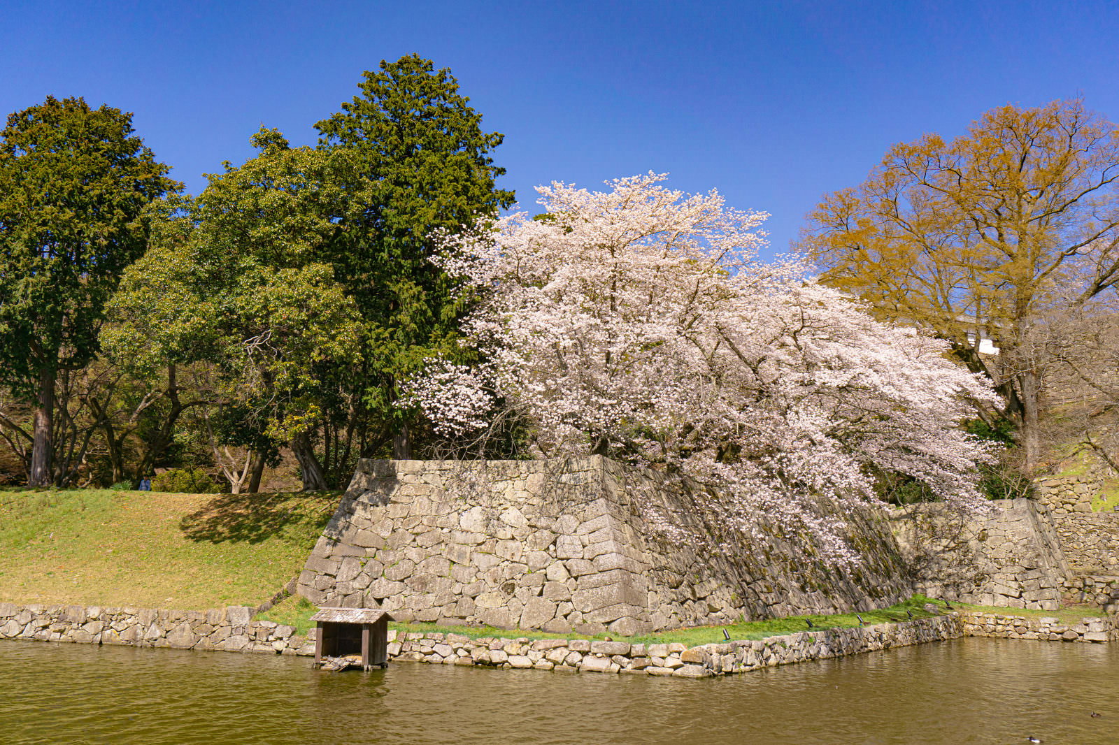 彦根城の堀沿いの石垣上に咲く白い花の桜の木