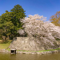 彦根城内堀沿いの石垣上の桜と亀の小屋の写真