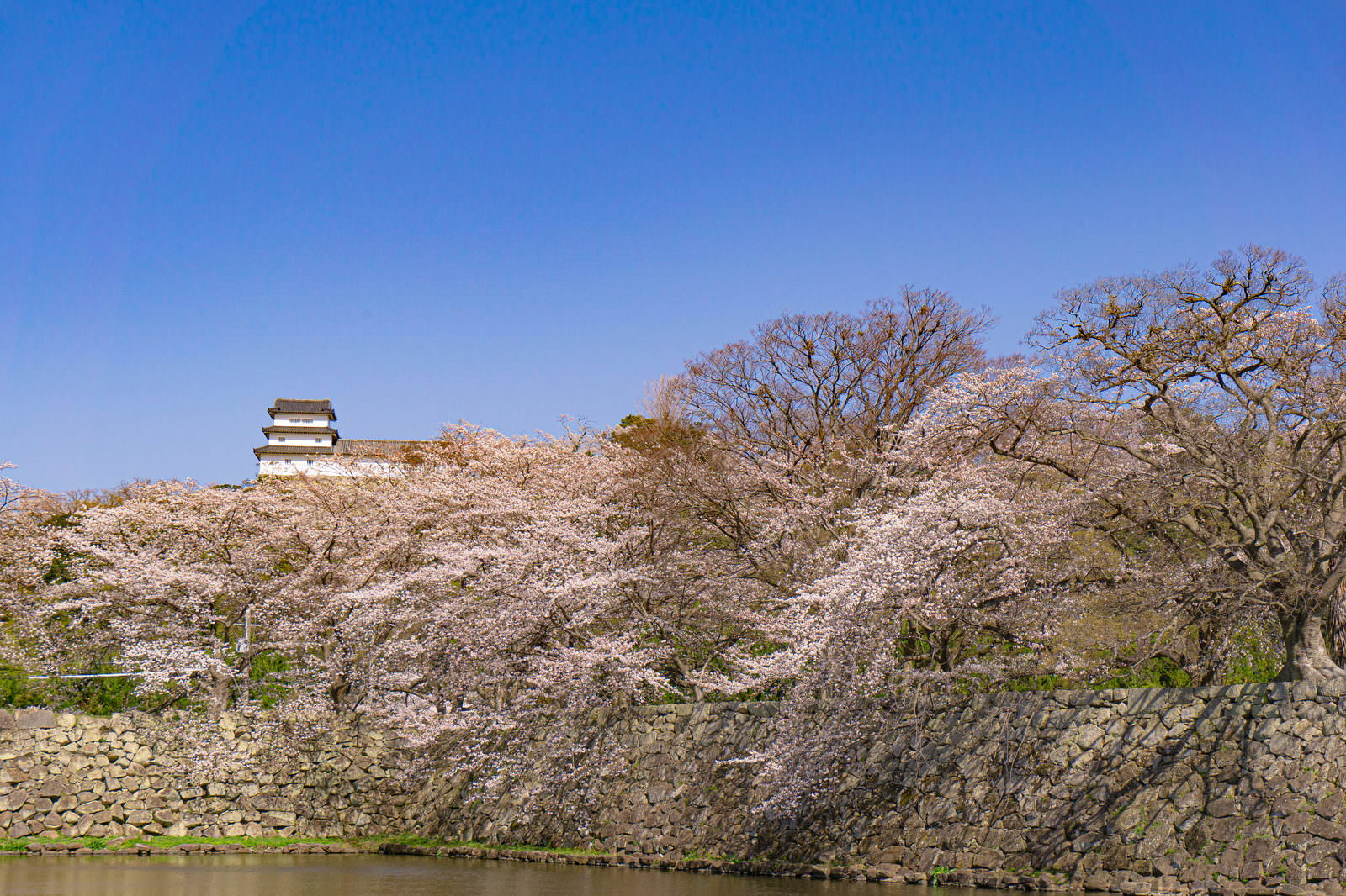彦根城の中堀を彩る満開の桜と西の丸三重櫓
