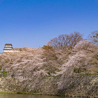 中堀を彩る桜とその上に見える西の丸三重櫓の写真