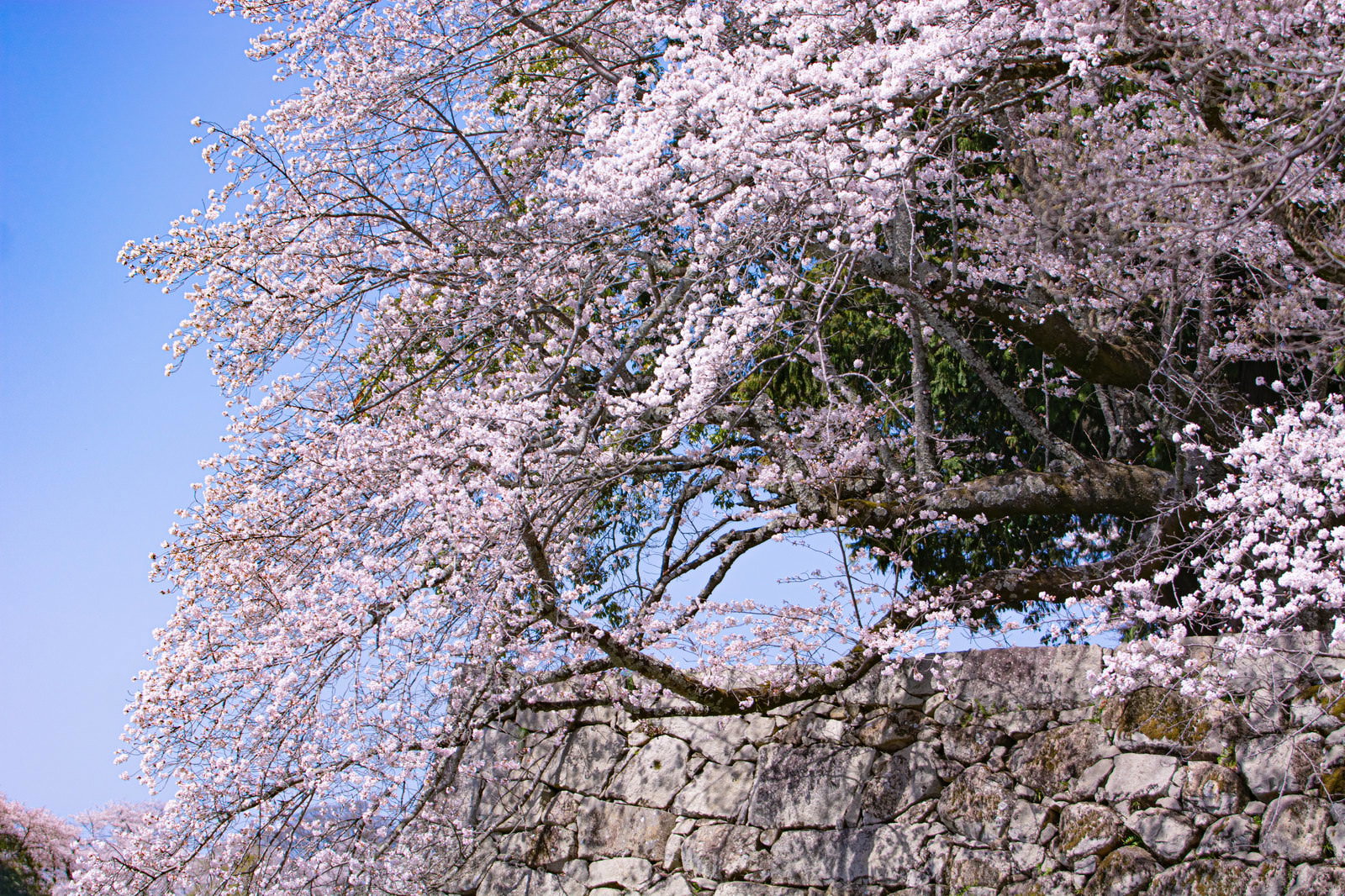石垣の上に枝を広げる満開の桜と青空
