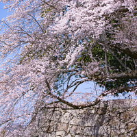 上を通過する道路から見下ろした桜の参道と桜に囲まれた鳥居の写真