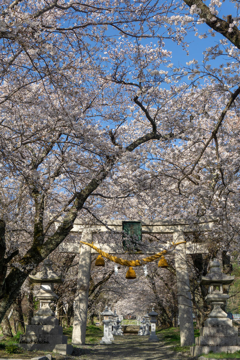 満開の桜の下に立つ緑色の扉と黄色い装飾がある石造りの鳥居