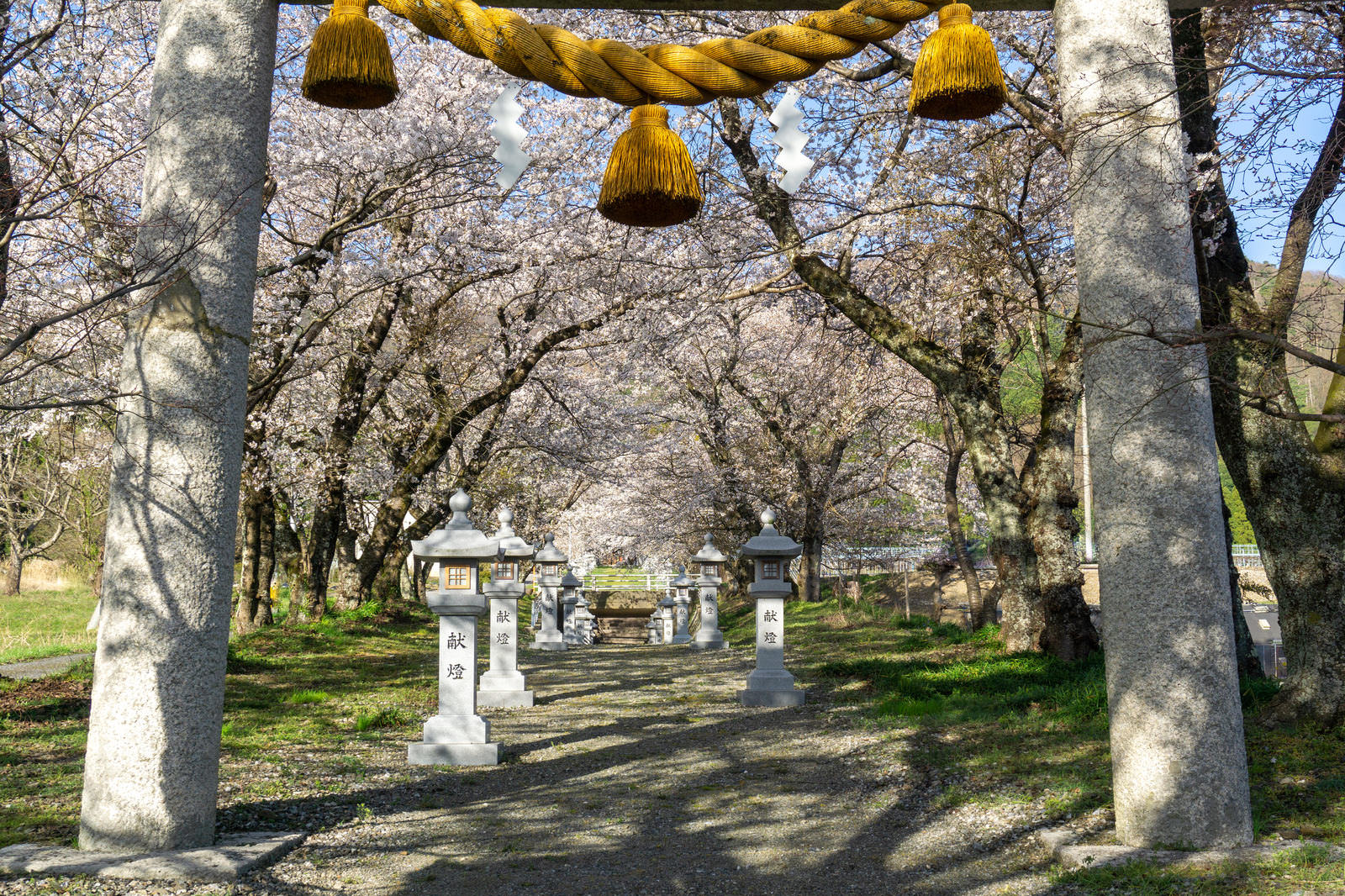 石の鳥居越しに桜の木々に囲まれた参道と石灯籠が見える