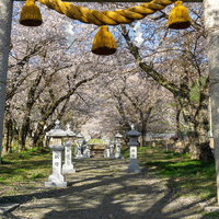 石の鳥居越しに見る桜に囲まれた参道の写真