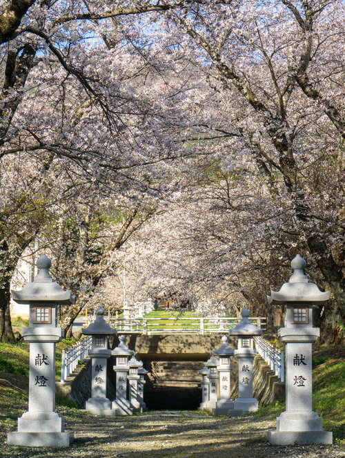 桜と道路下をくぐってゆく参道