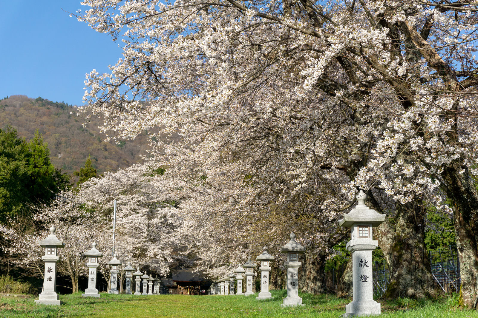Lantern dedications (kentou) lining the sacred path in spring with full-blooming cherry blossoms behind, photographed under blue sky