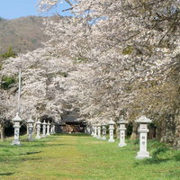 桜と石灯籠に導かれてゆく柔らかな緑の参道の写真