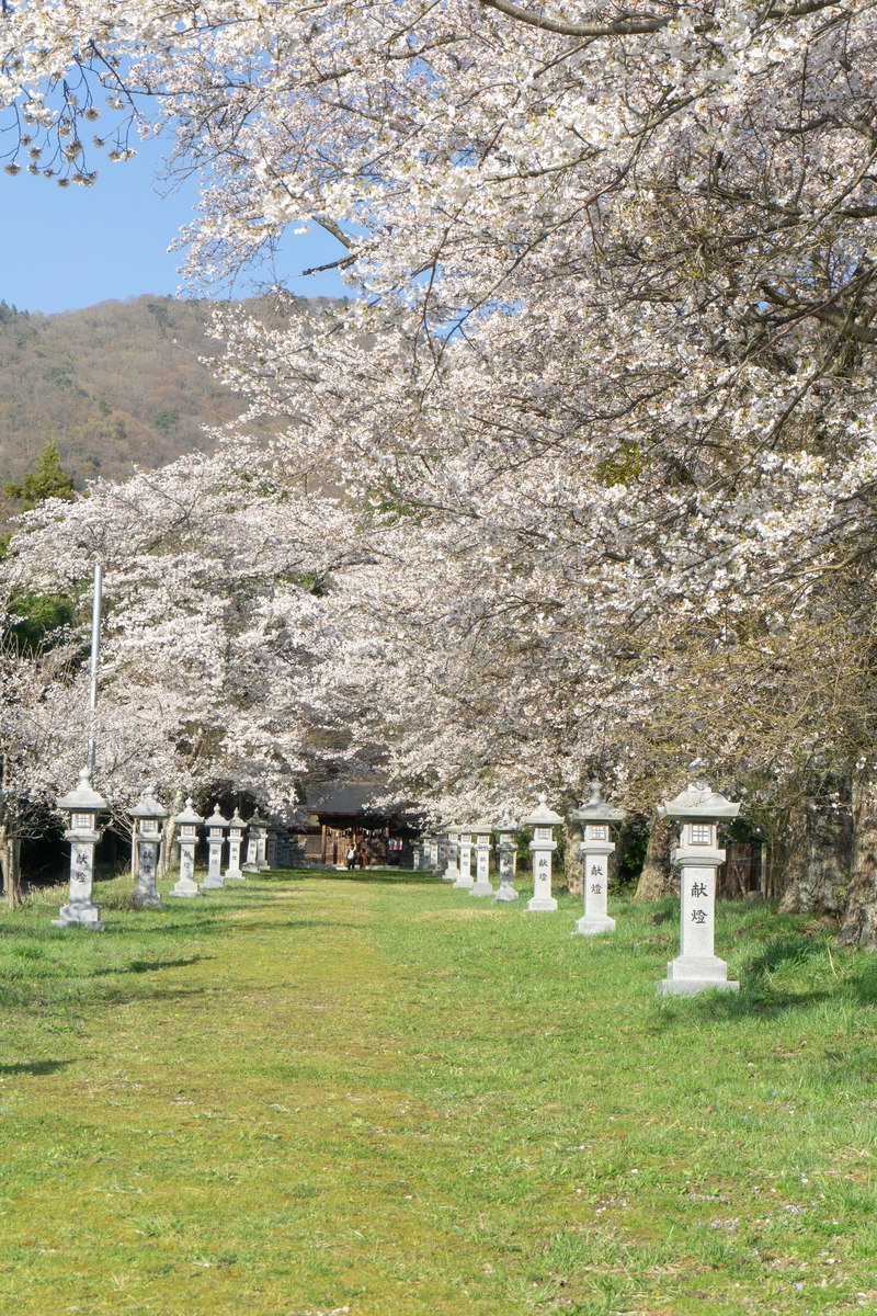 参道の両脇に白い石灯籠が並び、満開の桜が咲き誇る春の神社の参道
