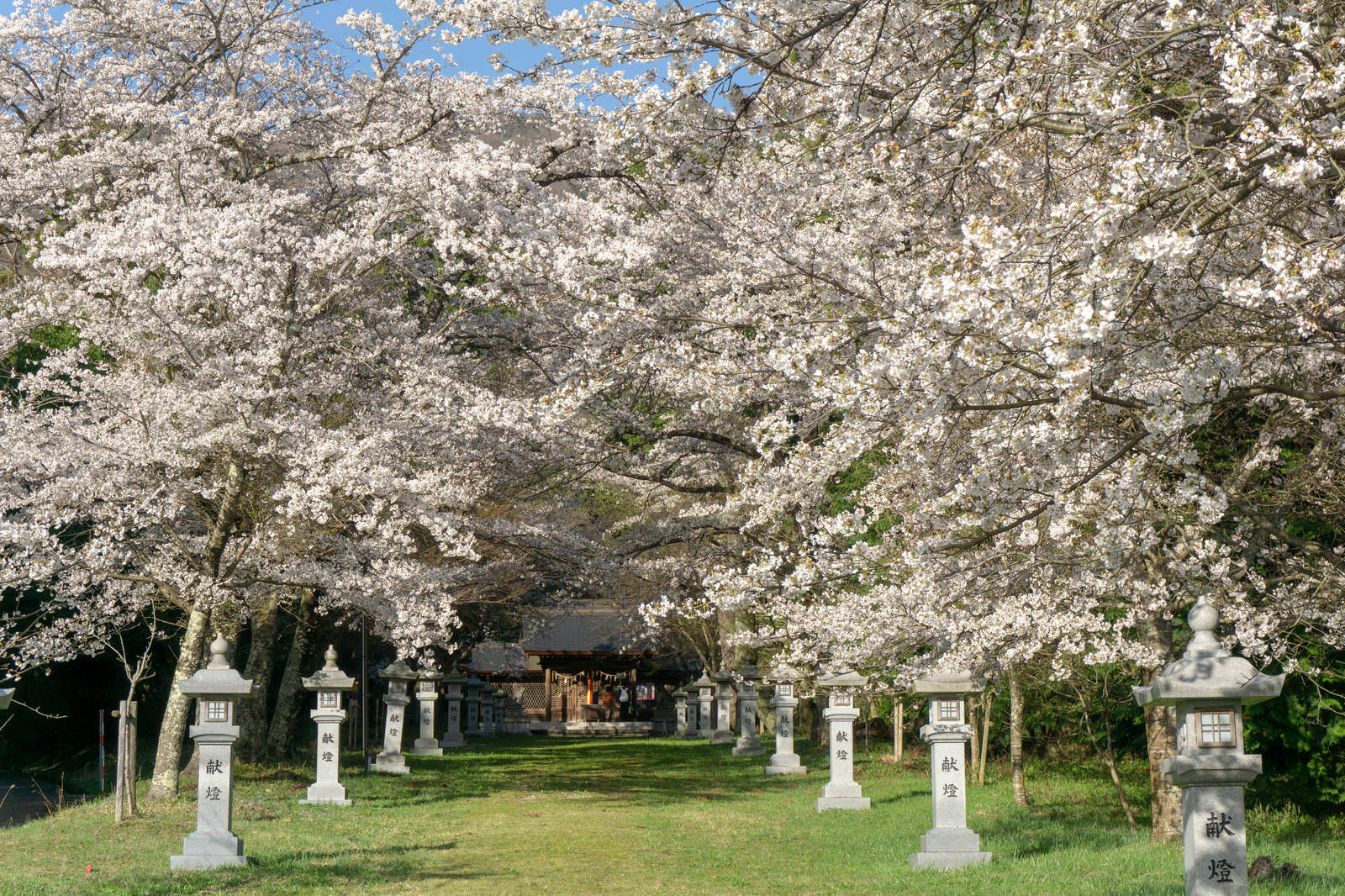 桜が満開に咲く参道の先に見える神社のお社と石灯篭
