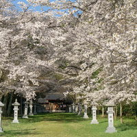 満開の桜のトンネルの向こうに見えるお社の写真