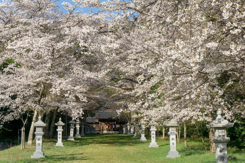 満開の桜のトンネルの向こうに見えるお社