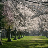 日の光に輝く桜のトンネルの写真