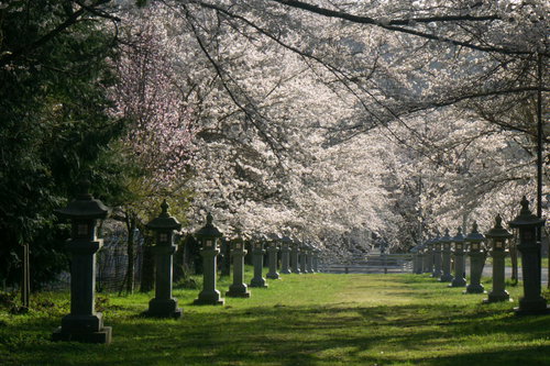 日の光に輝く桜のトンネル